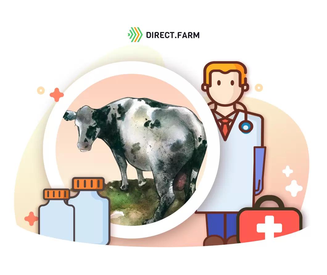 Протокол лечения сальпингита у коров