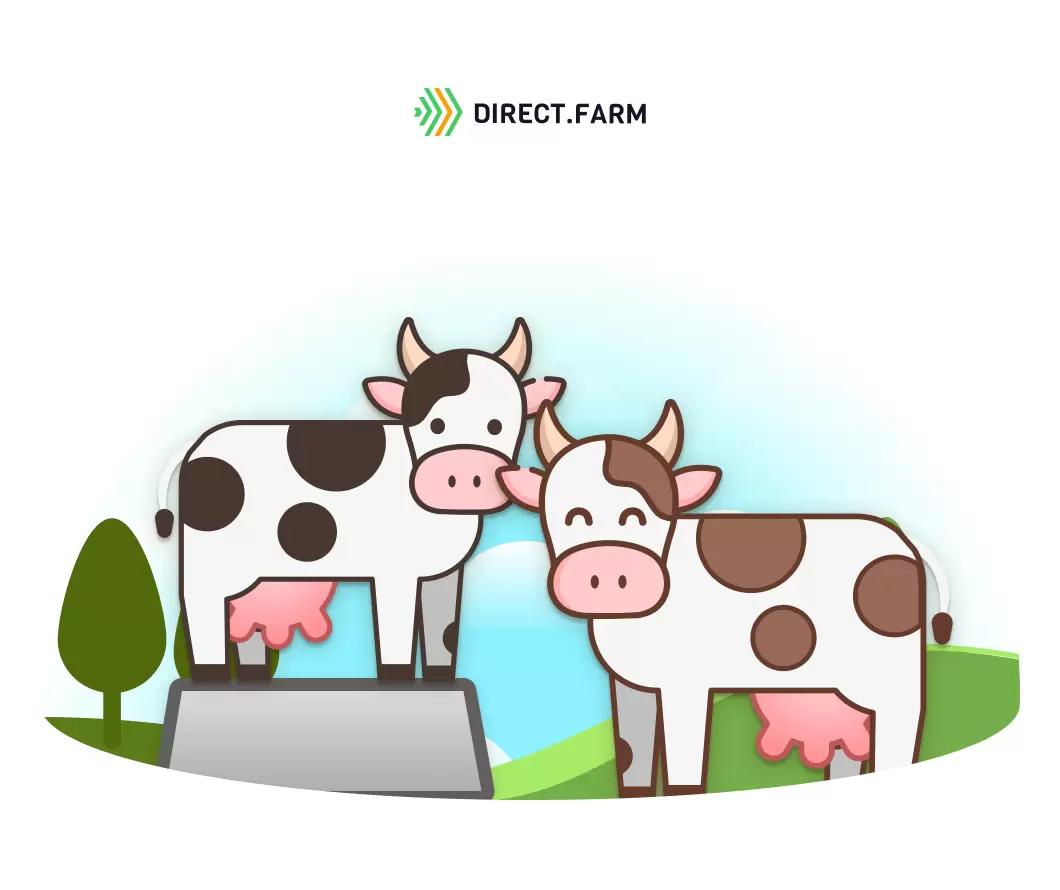 Организация отела нетелей и их ввод в основное стадо