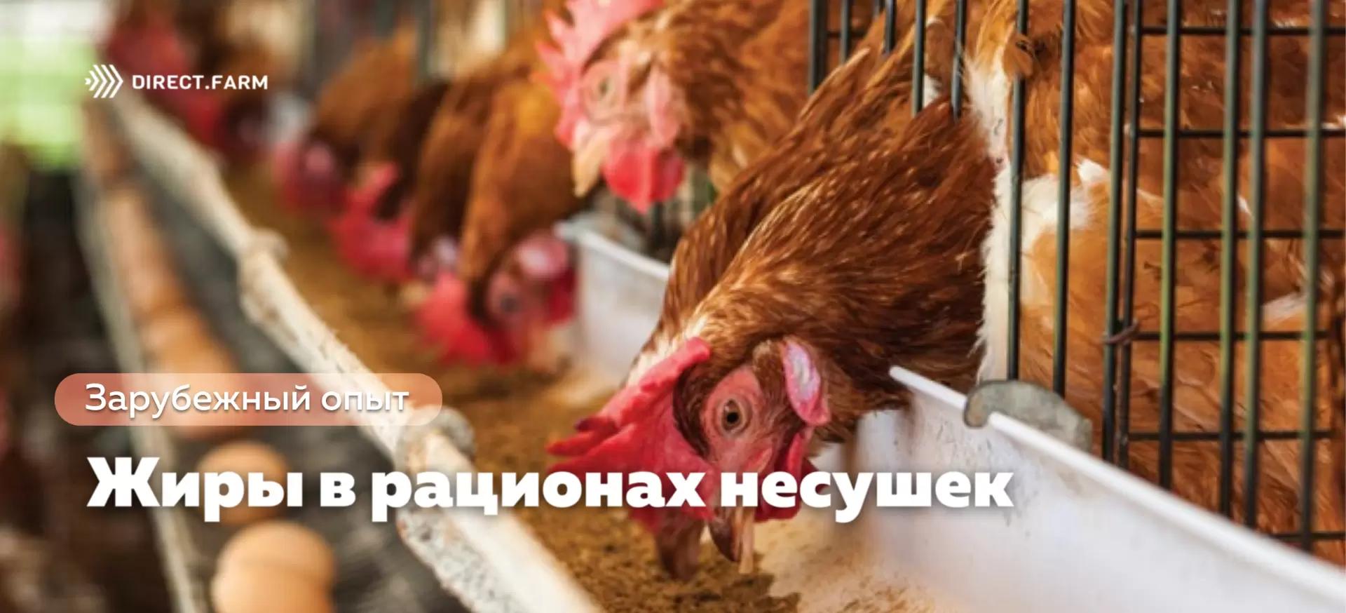 Жиры в рационах: влияние на продуктивность несушек и качество яиц