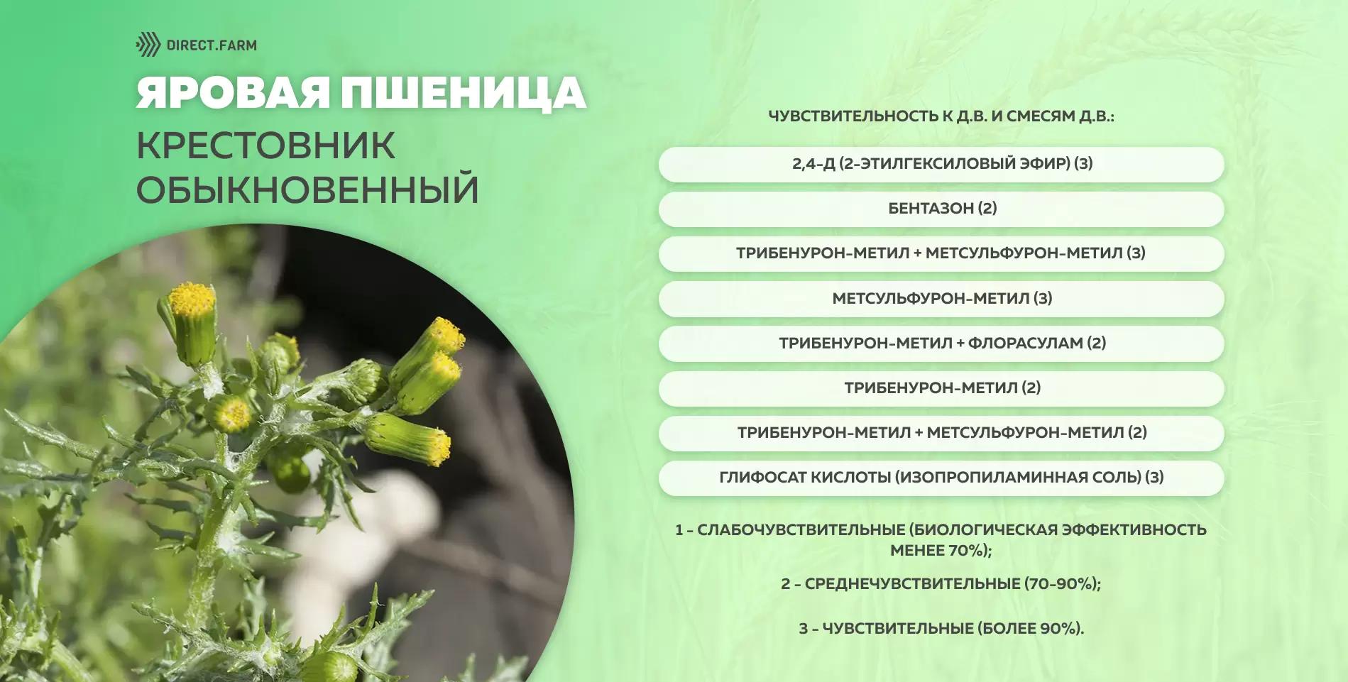 Шпаргалка чувствительности крестовника обыкновенного к д.в. гербицидов