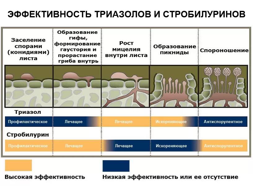 Эксперимент по сравнению эффективности азоксистробина и пираклостробина
