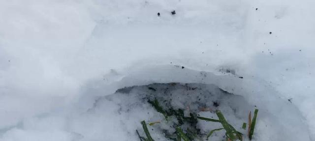 Поле озимой пшеницы покрыло ледяной корокой 1,5 см под коркой см 5 лежит снег