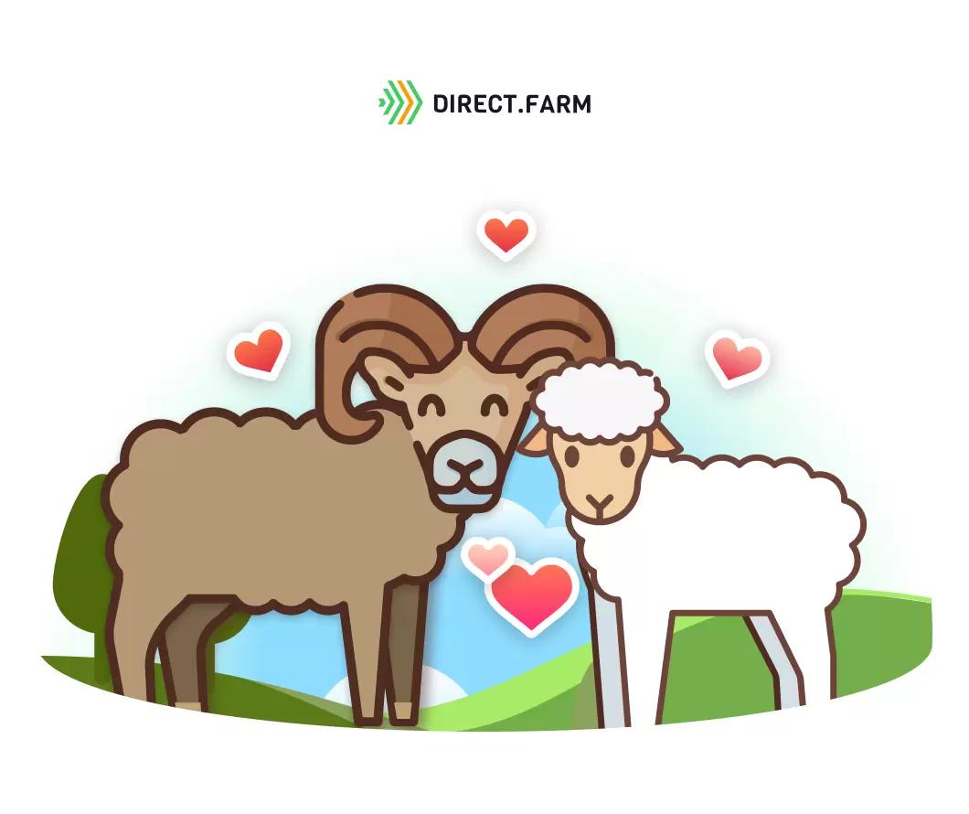 Как подготавливать овец к покрытию, а баранов к случке?