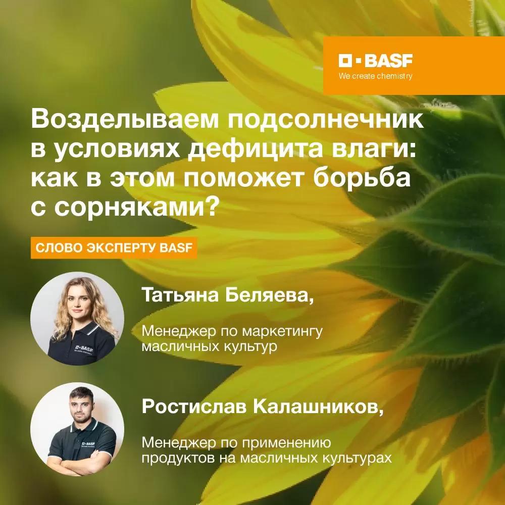 Возделываем подсолнечник в условиях дефицита влаги