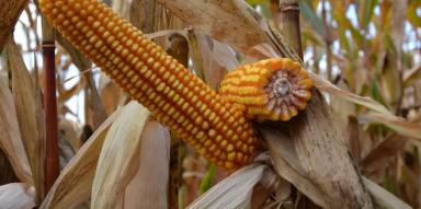 ЕС Констеланс - гибрид кукурузы ( Zea mays L.).