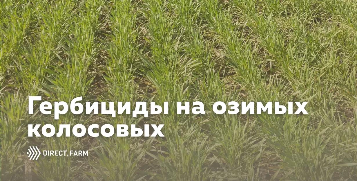 Гербициды на озимых колосовых. Как не навредить культуре?
