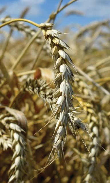 Тимирязевка 150 сорт мягкой озимой пшеницы