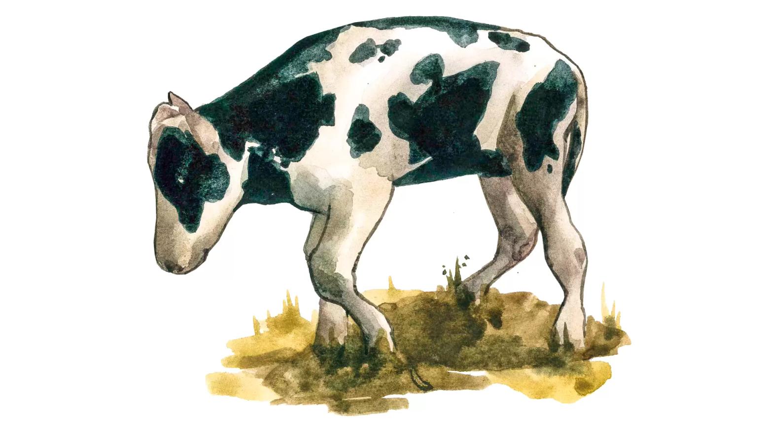 Беломышечная болезнь молодняка