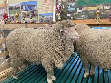 Российский мясной меринос – порода овец