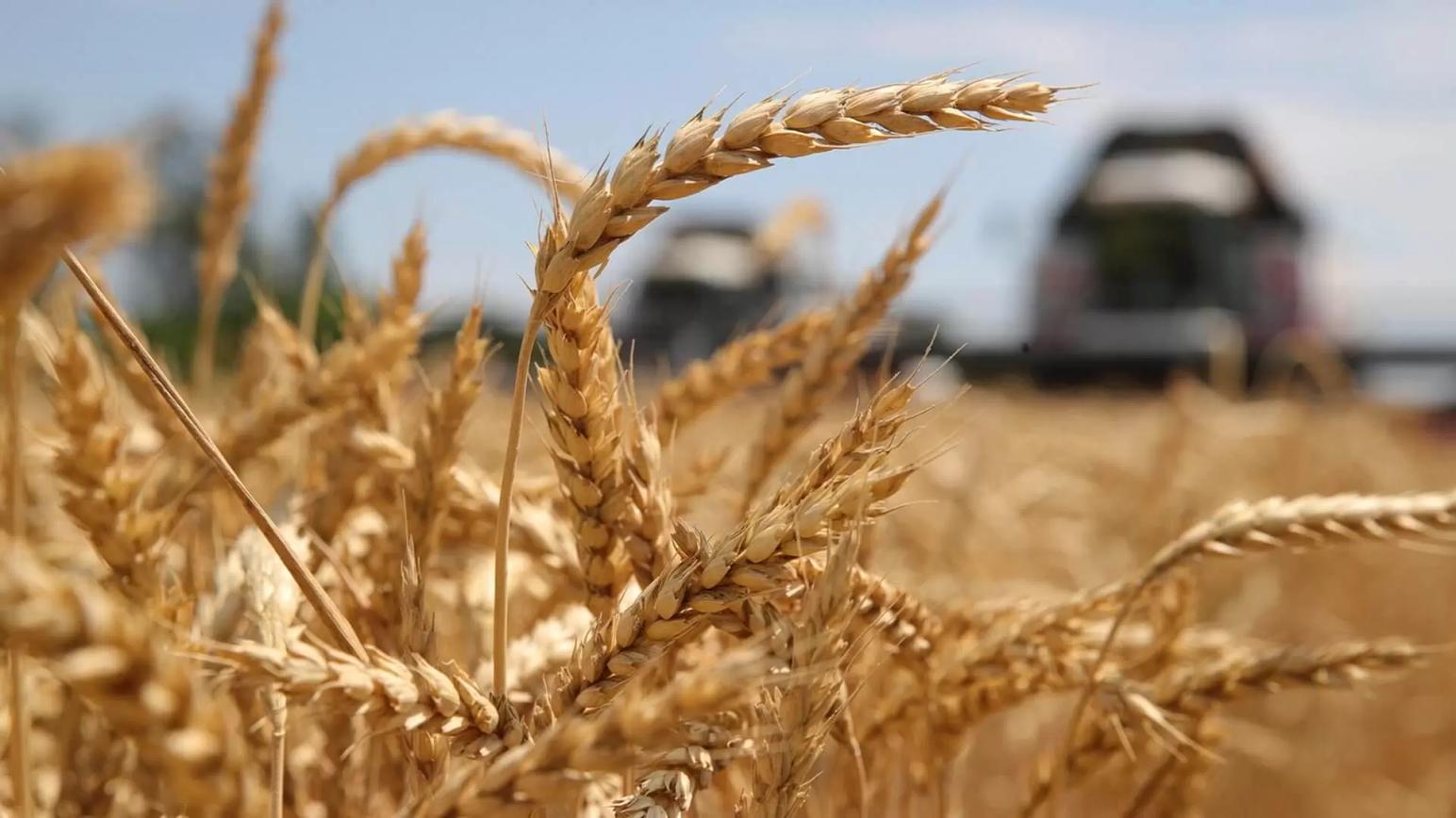 «Русагротранс» повысил прогноз сбора пшеницы в России до 90 млн тонн
