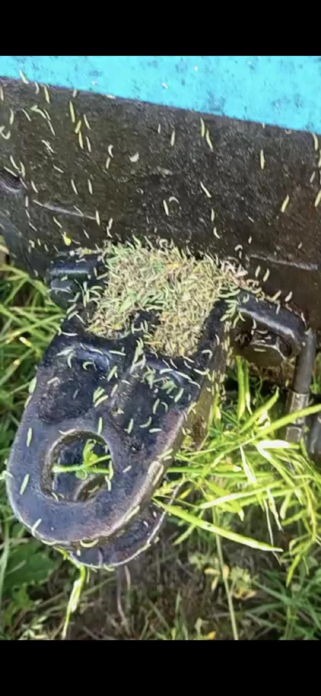 Нашествие капустной моли на рапс. Трактор вернулся с поля😬