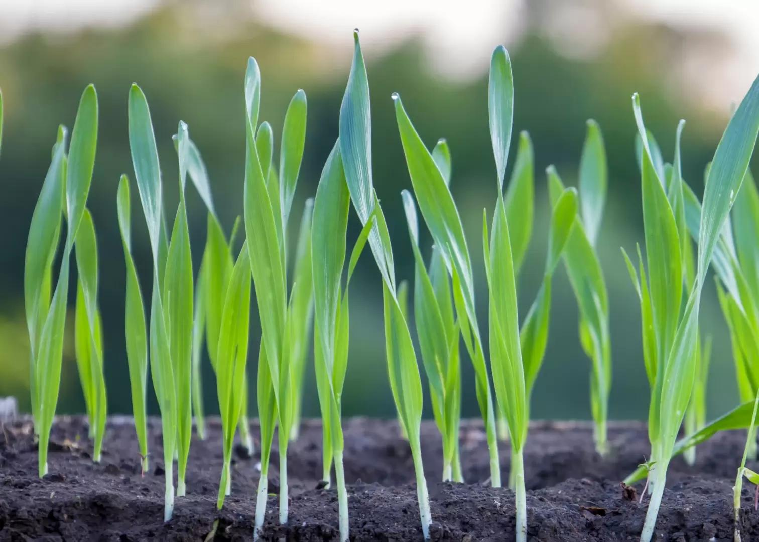 Новое в защите семян