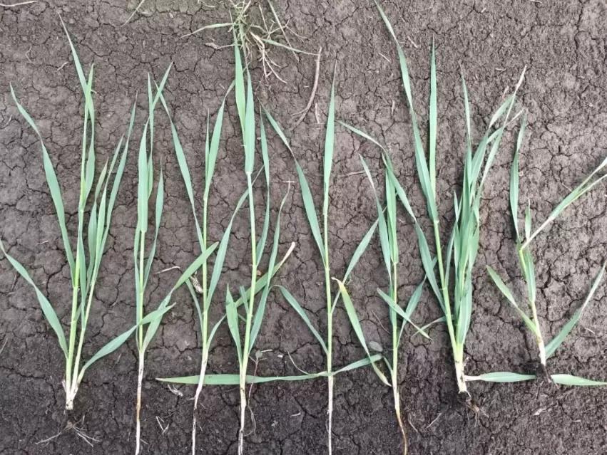 Обработка зерновых в фазу выхода в трубку гербицидом 2,4-Д