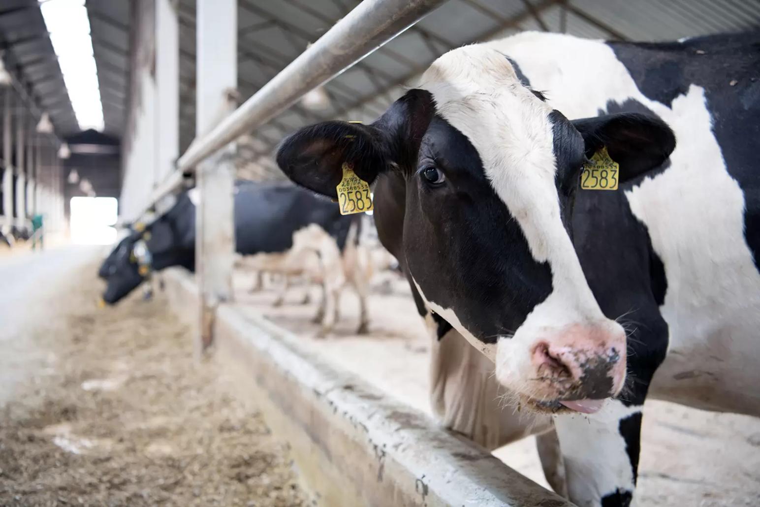 «Умная ферма» проконтролирует животных за счет капсулы с датчиками в их желудке