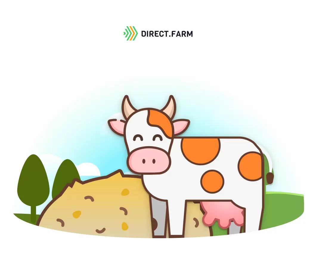 Стоит ли кормить КРС корнажем кукурузы?