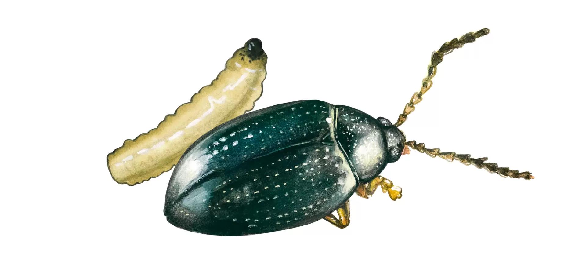 Рапсовая блошка