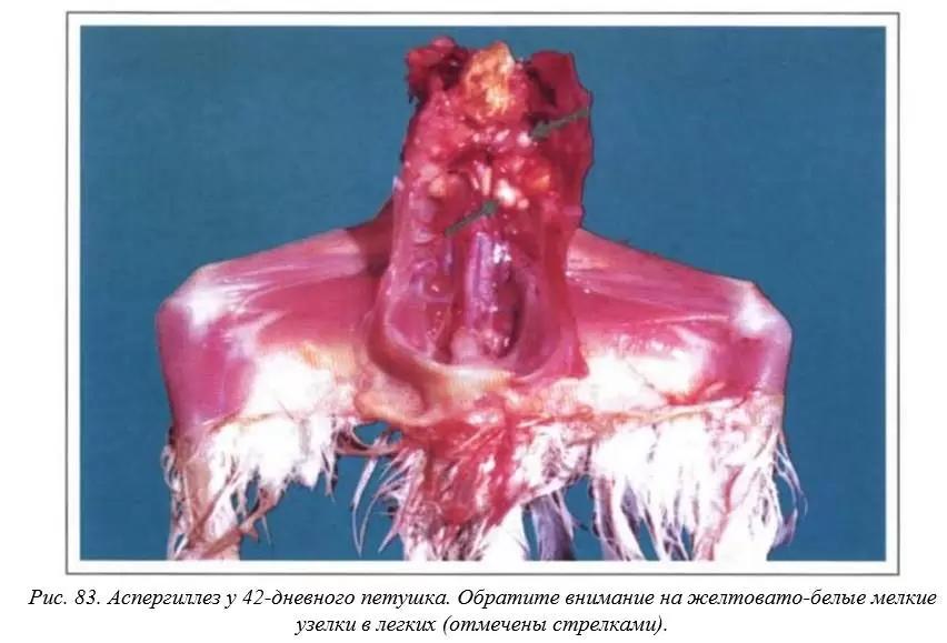 Вегад - Атлас болезней птицы. Ч. 16. Аспегиллез