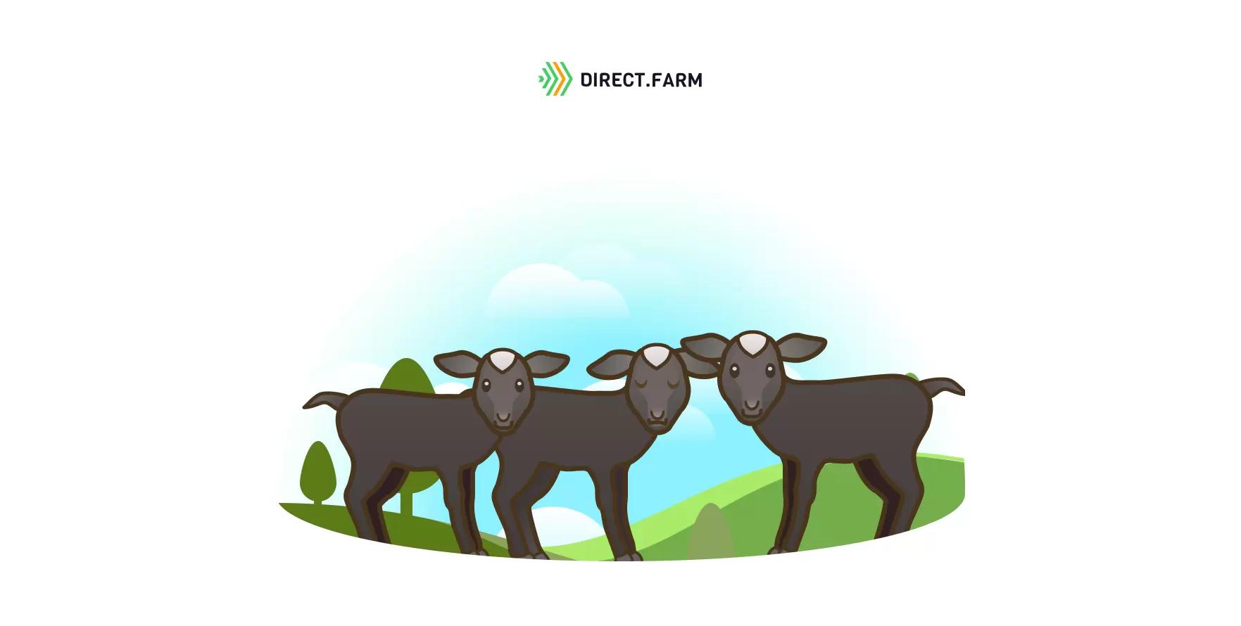 Патологии у новорожденных ягнят романовской породы