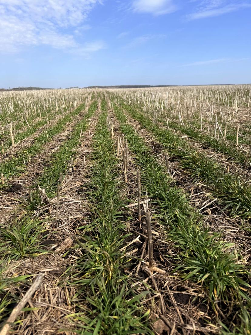 Осмотр состояния озимых после перезимовки и начала возобновления вегетации, в