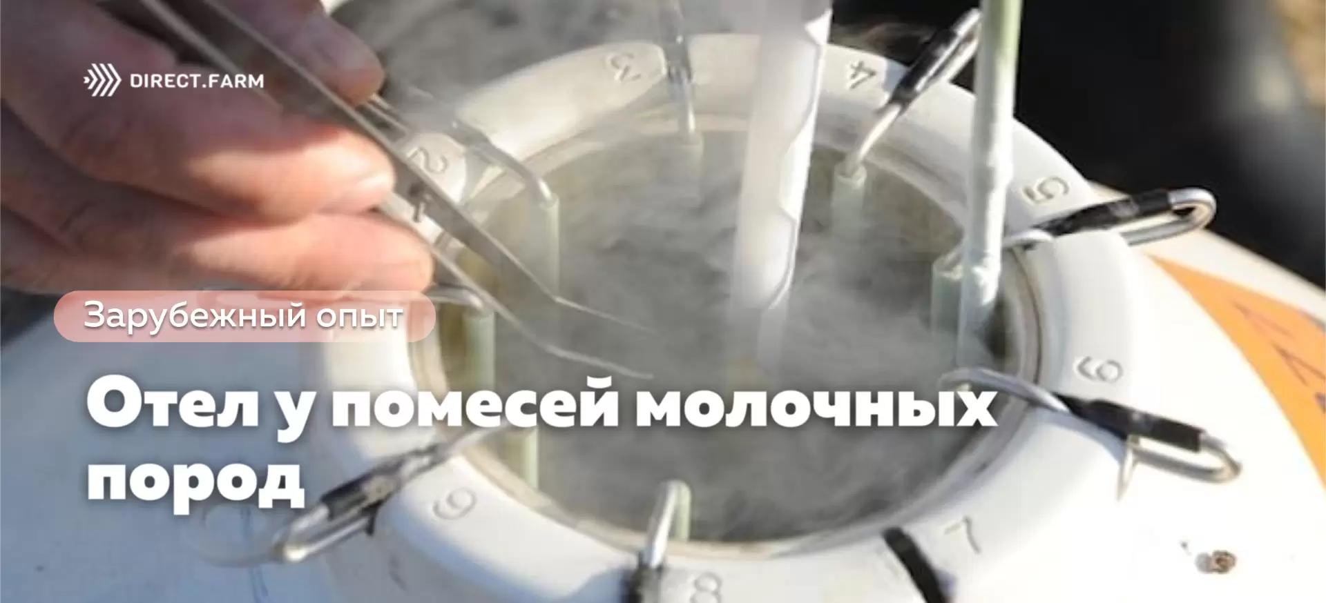 Имеют ли помеси молочных пород трудности с отелом?