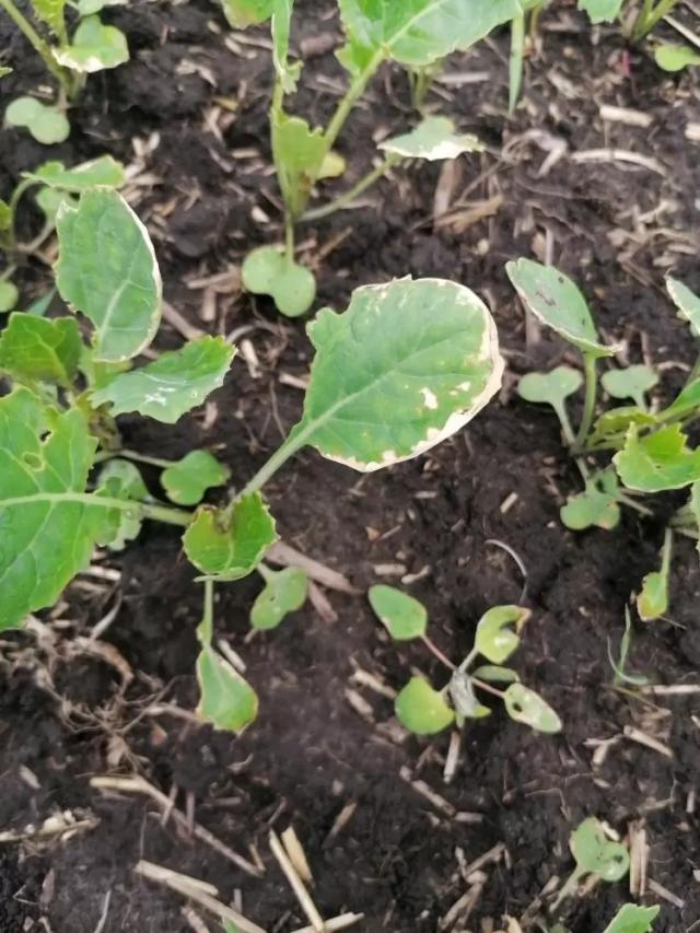 Агромониторинг