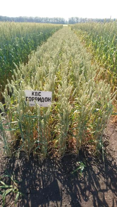КВС Торридон  (KWS TORRIDON) сорт мягкой яровой пшеницы