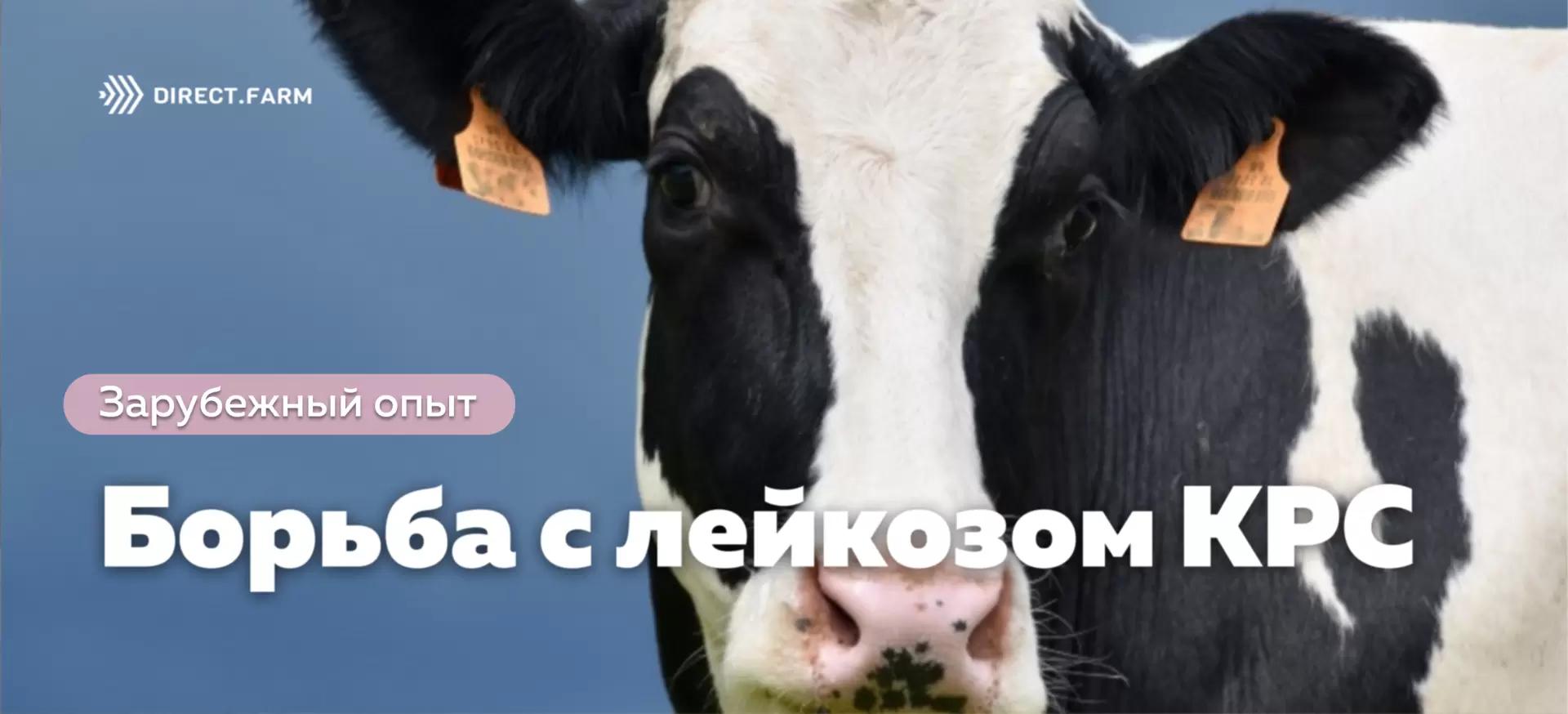 Борьба с вирусом лейкоза крупного рогатого скота