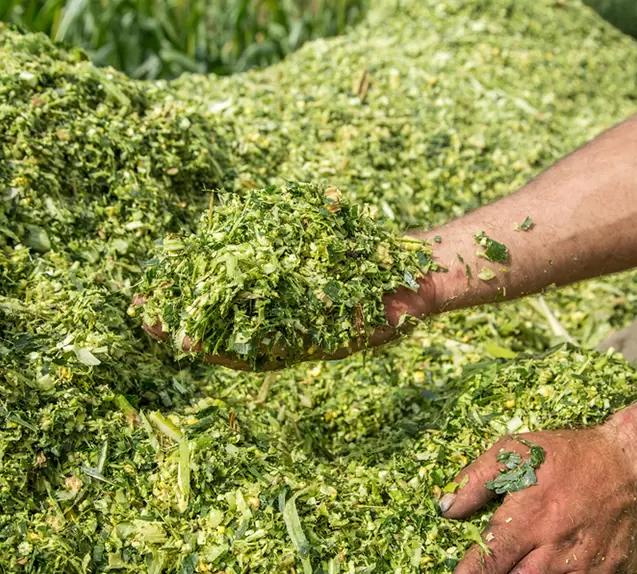 Определение содержания СВ в силосе и сенаже руками