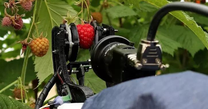 Fieldwork Robotics проводит испытания робота для сбора малины