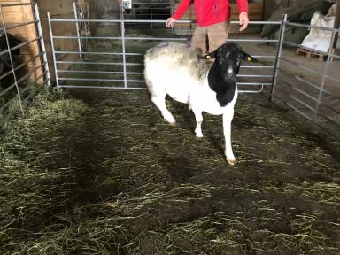 Консалтинговые услуги для фермеров, специализирующихся на разведении коз и овец.