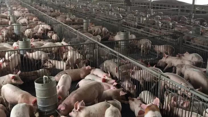 В передаче репродуктивно-респираторного синдрома свиней играет роль транспорт