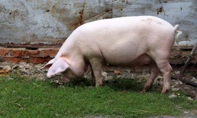 Литовская белая порода свиней