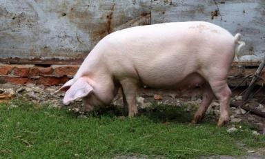 Литовская белая порода свиней
