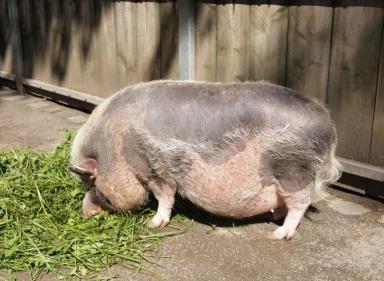 Туропольская порода свиней
