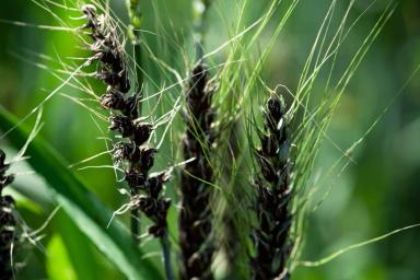Пыльная головня зерновых (важность чистых или обработанных фунгицидами семян)