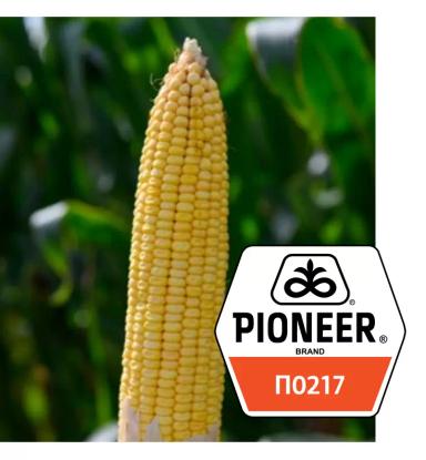 П 0217 (Р0217) - гибрид кукурузы Пионер
