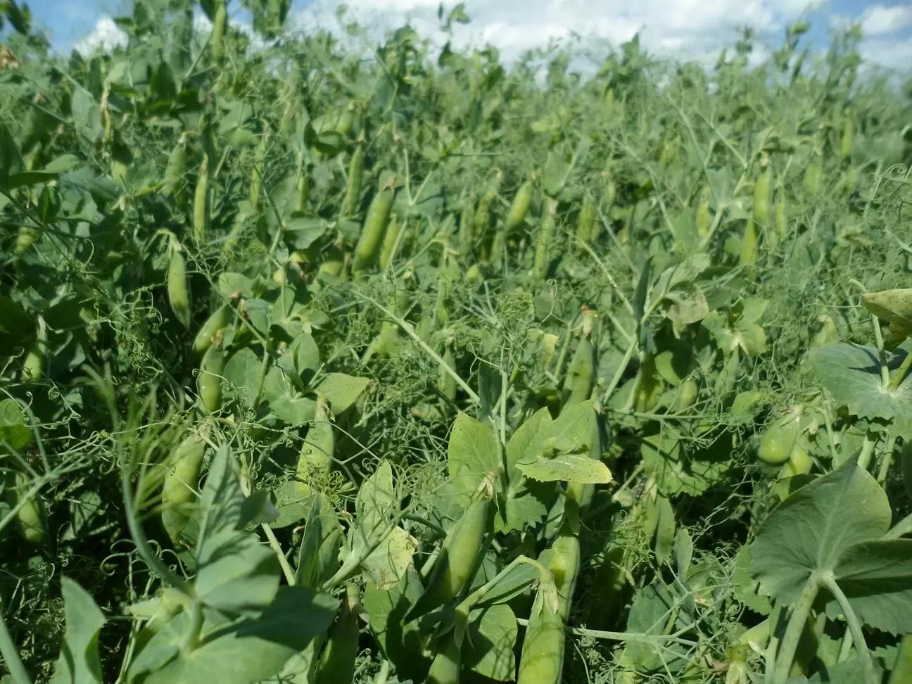 Вопросы для обсуждений: будет ли угнетение растений?