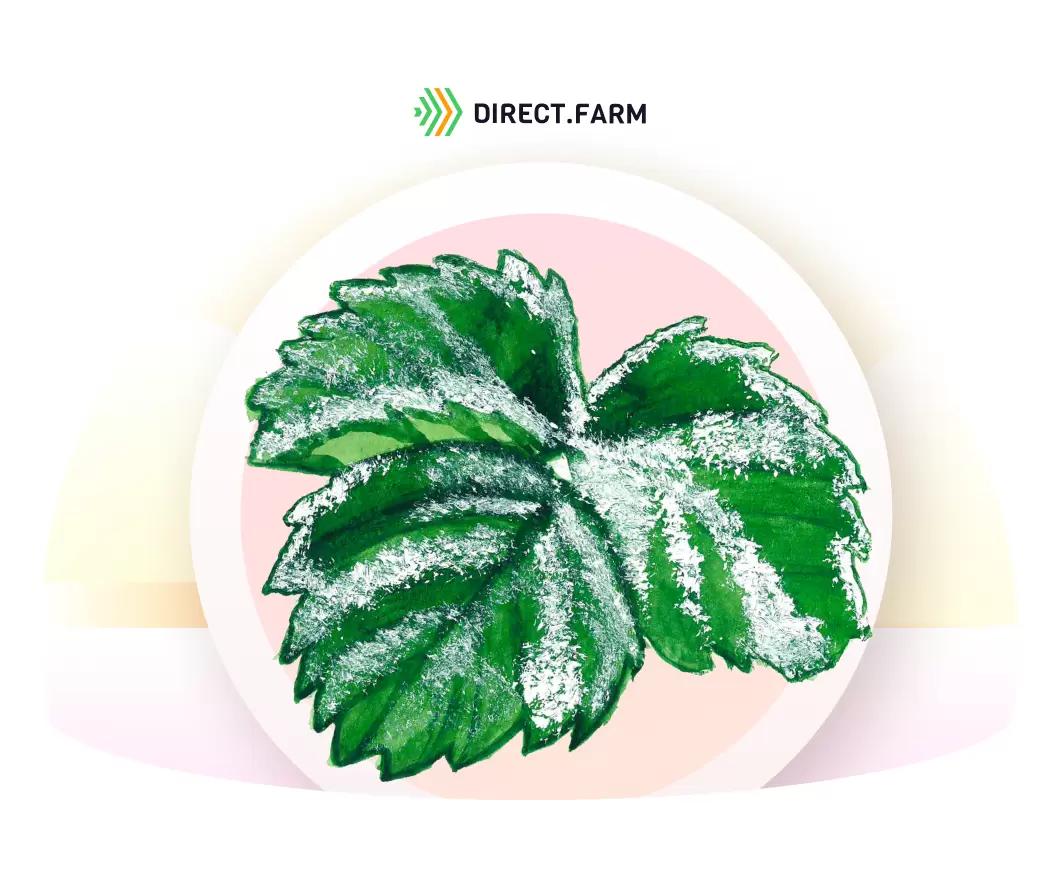 Зимостойкость насаждений садовой земляники и влияющие на нее факторы