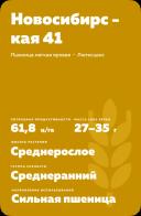 Новосибирская 41 сорт мягкой яровой пшеницы