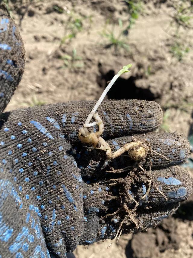 Что с горохом?