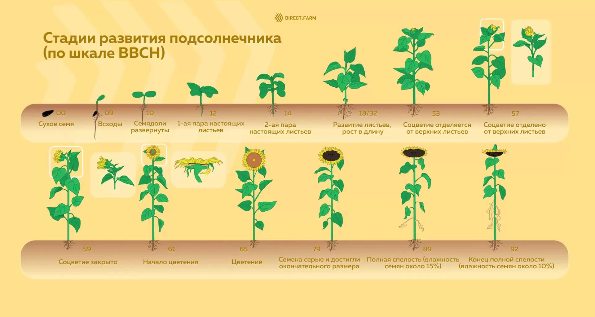 Стадии развития подсолнечника по шкале ВВСН