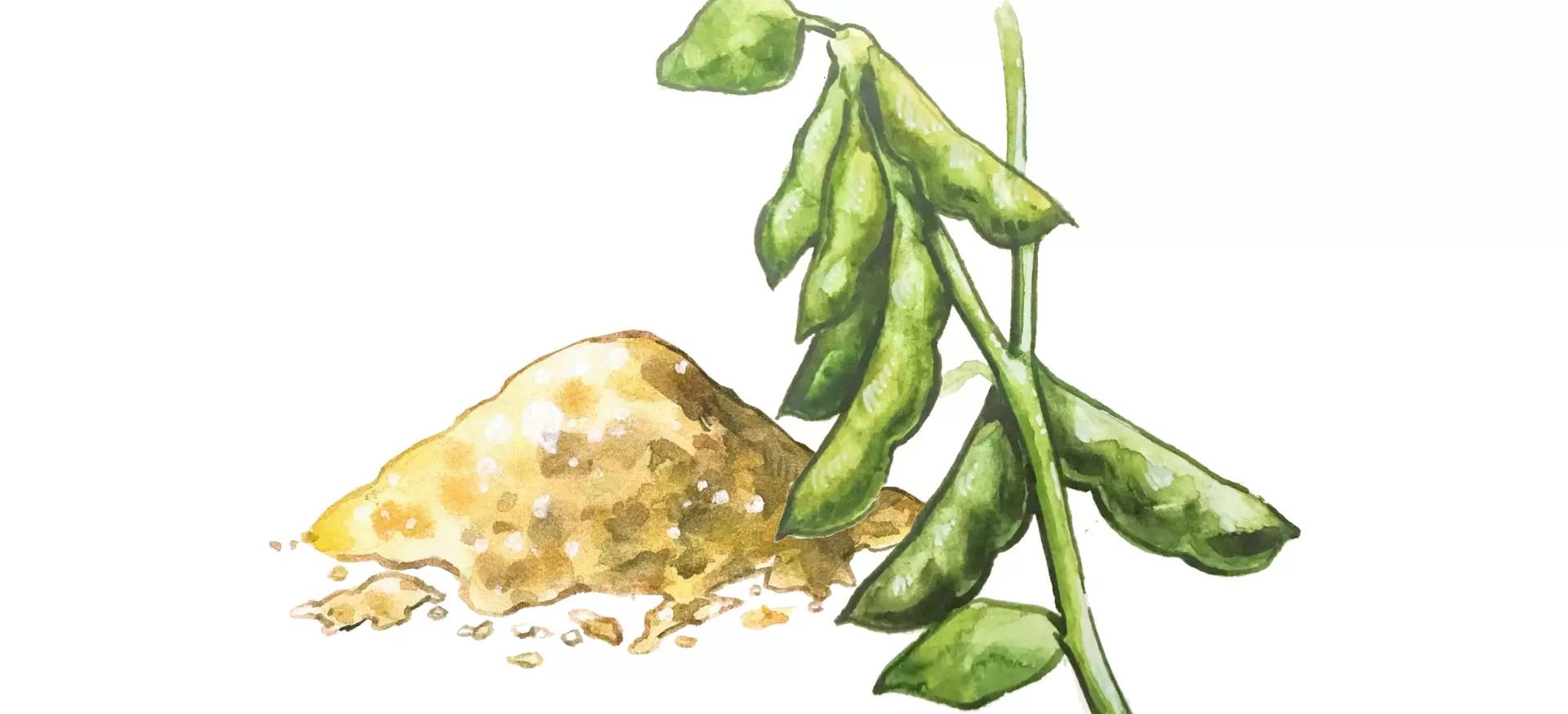 Соевая шелуха