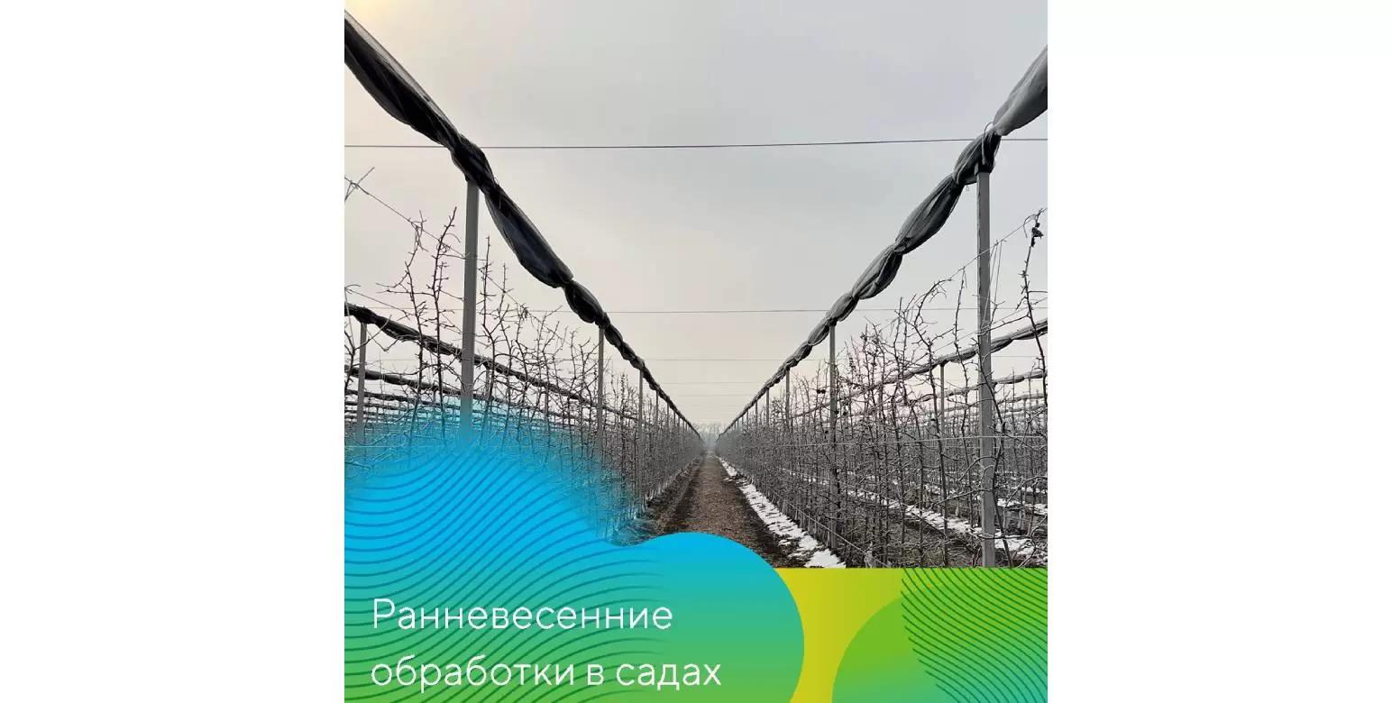 Защита садов от болезней ранней весной