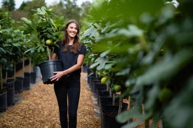 Инжир Саженцы Россия