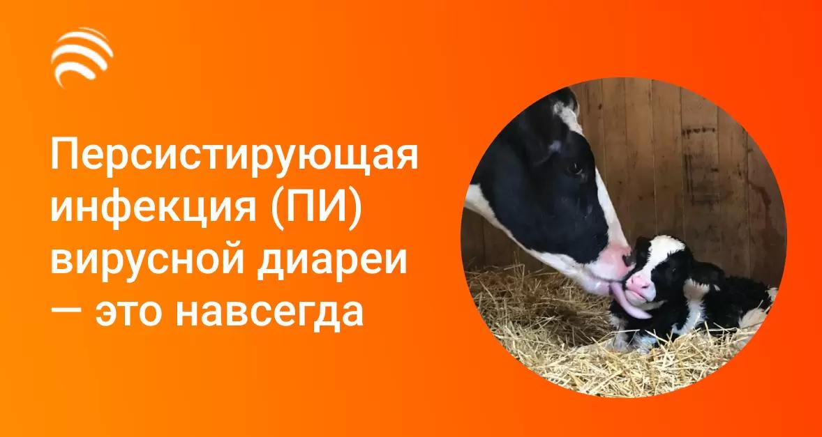 Персистирующая инфекция (ПИ) вирусной диареи — это навсегда