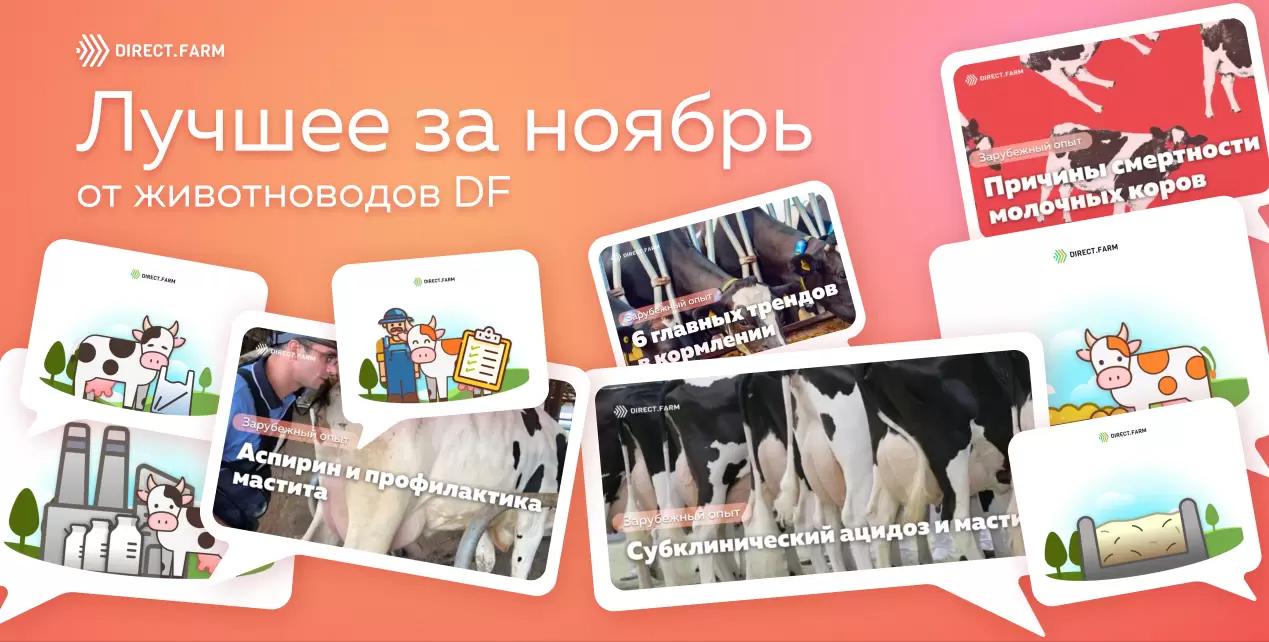 ТОП-10 статей от животноводов DF за ноябрь