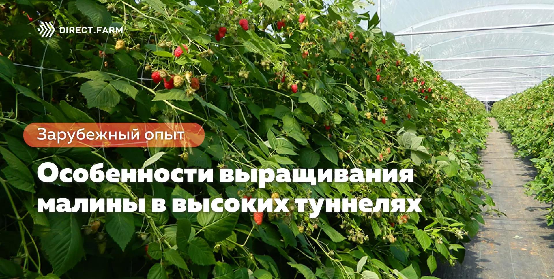 Особенности выращивания малины в высоких туннелях