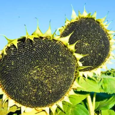 Семена подсолнечника Консул (ЭС), раннеспелый гибрид