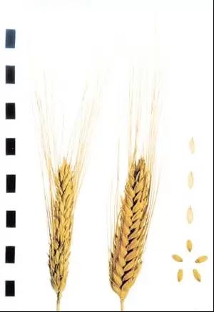 Крупинка сорт твердой озимой пшеницы