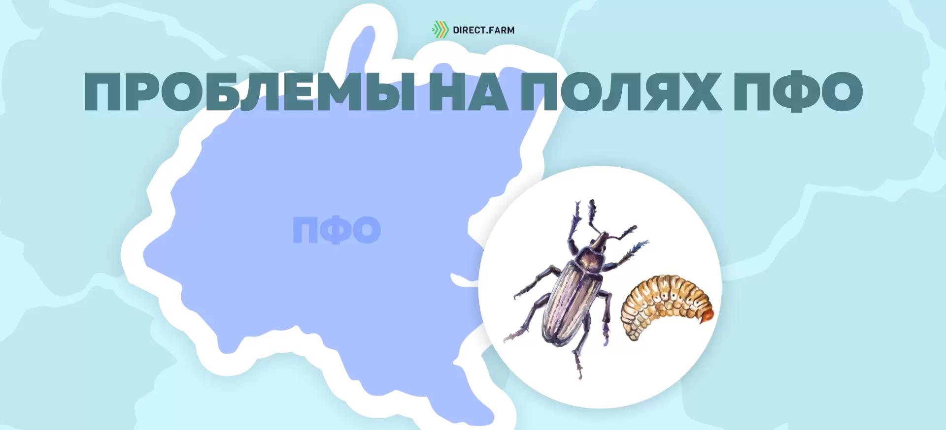 Угроза: Свекловичный долгоносик